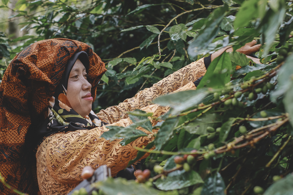 Mak Dimas, petani kopi Desa Rembele, tetangga fotografer. (Foto Breedie/Fauzan My)