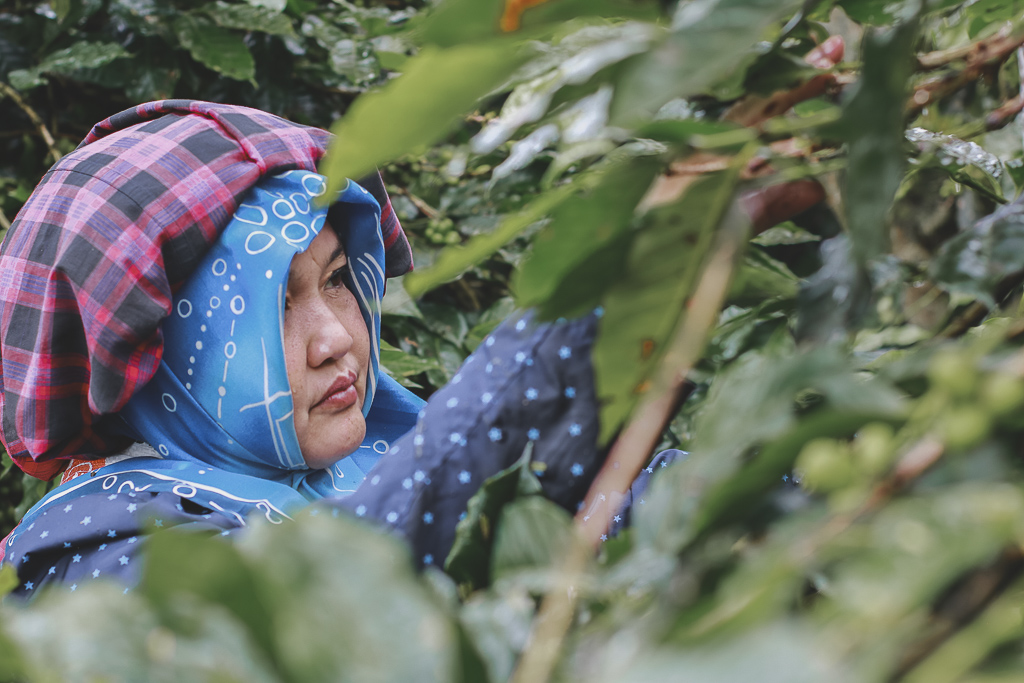 Ibu Nursiti SH dosen UIN Banda Aceh, ikut meramaikan Festival Panen Kopi, tapi tidak semeriah dosen Unsyiah. (Foto Breedie/Fauzan My)