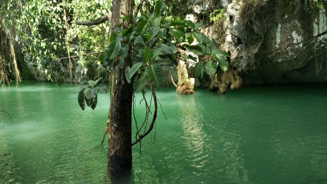 Kolam pemandian dengan air yang sehijau badan Hulk dan sebatang pohon yang ikut berendam. (Foto Breedie/Zeds)