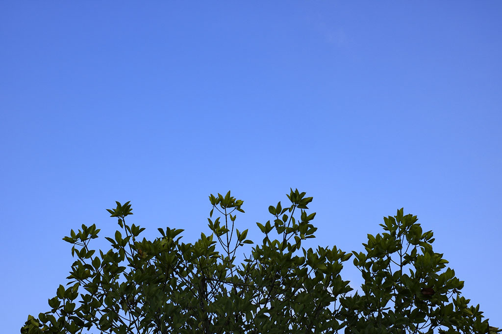 16 Maret 2017 — Foto langit biru di taman hutan kota BNI, Banda Aceh.